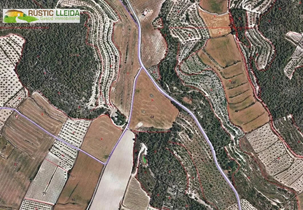 Olivar productivo cerca de Maldà