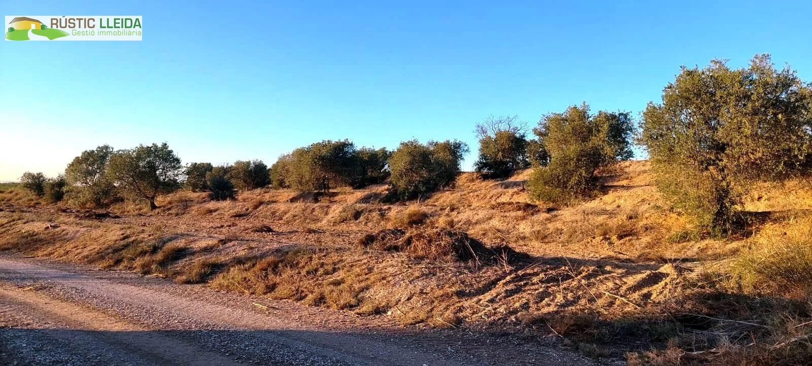 Finca de olivos de regadío en Puiggros