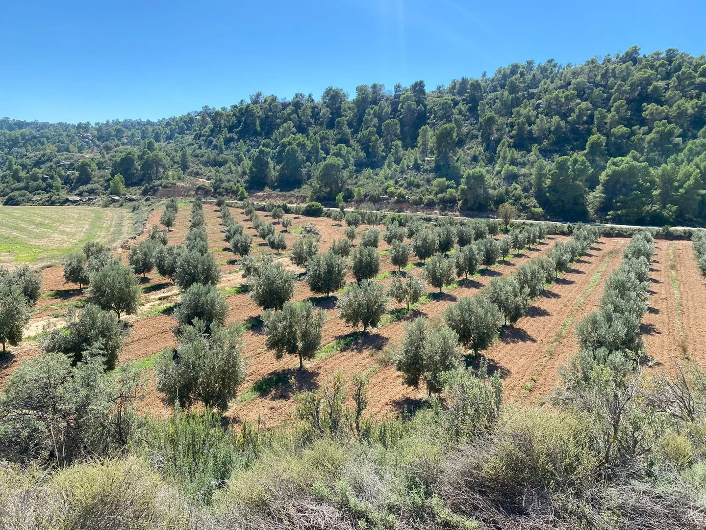 Finca olivarera con masada rehabilitada
