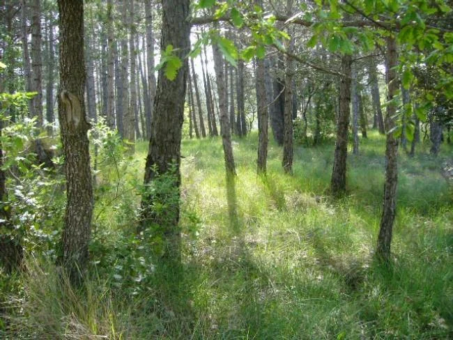 Terreno rústico, Santa Maria d'Oló, 7.050 m²