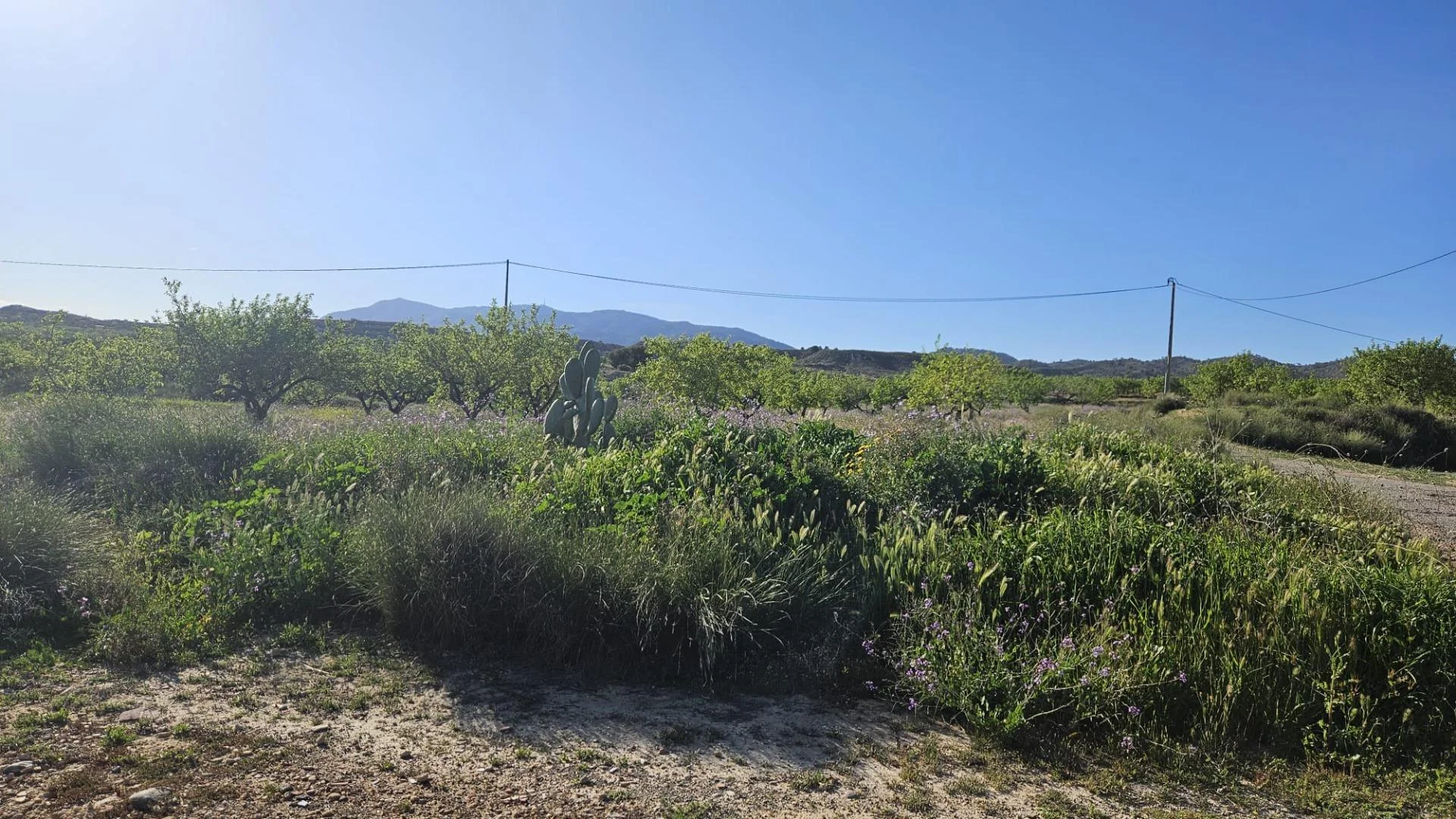 Rural land in Corvera, 16,977 m²