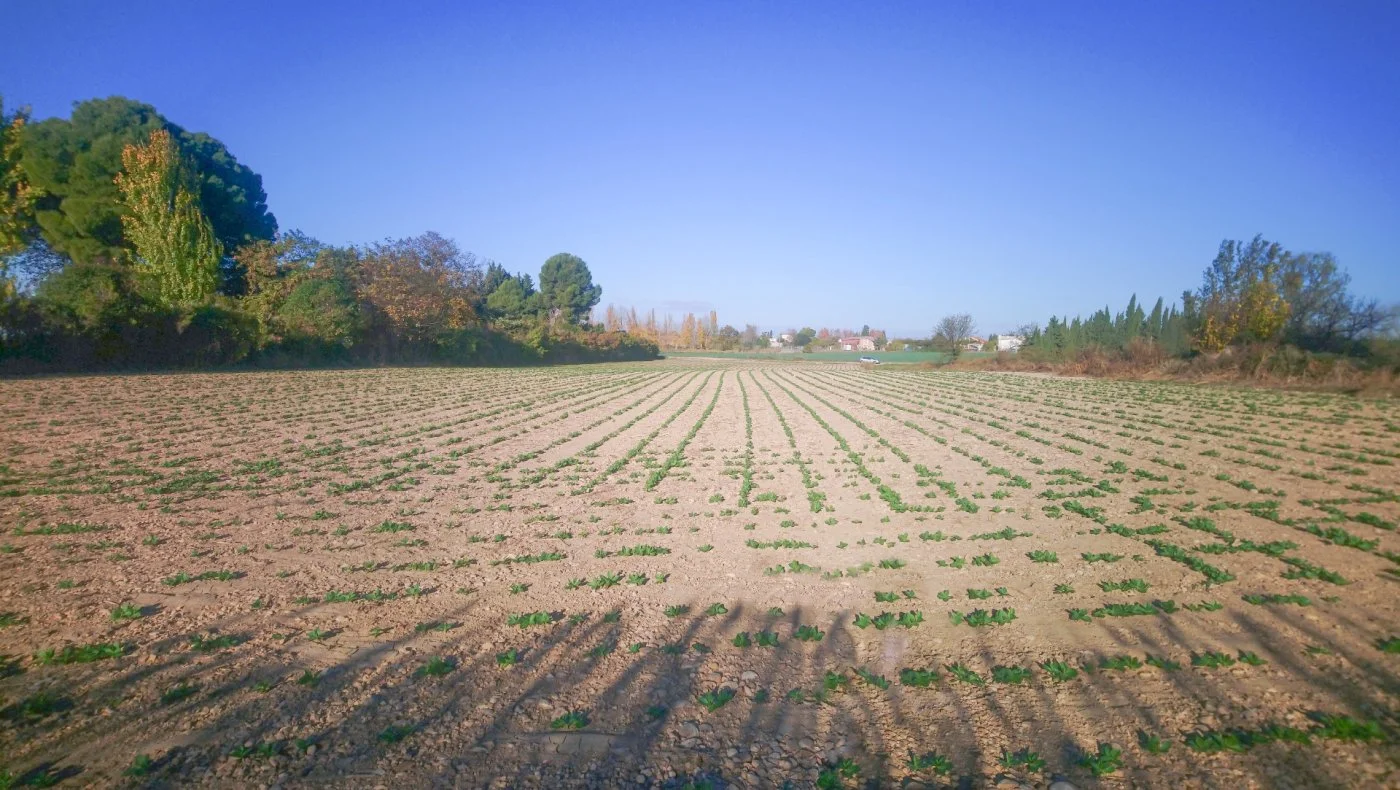 Terreno rural en Zaragoza con riego