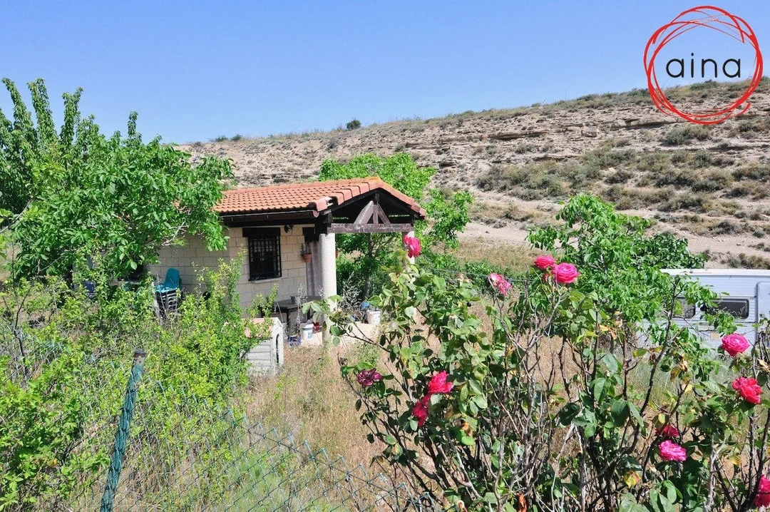 Rustic plot with olive grove