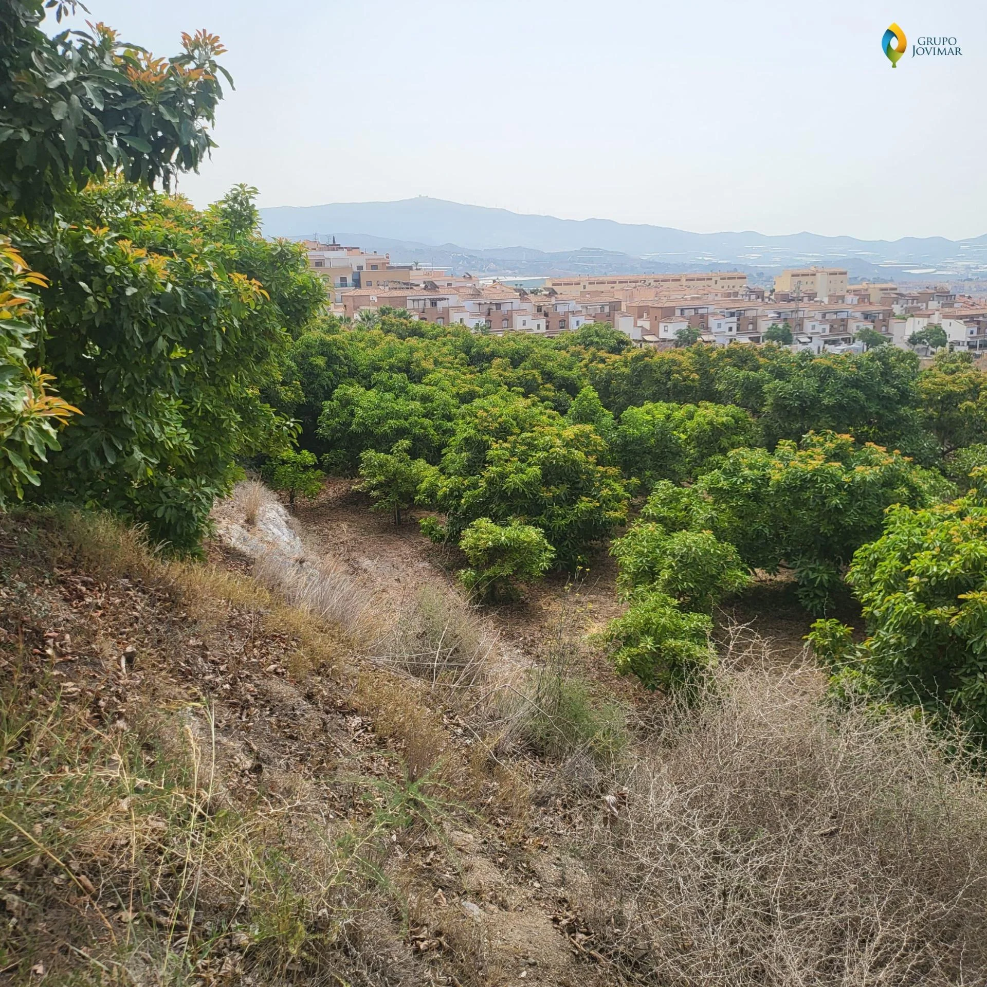 Finca de aguacates cerca de Motril