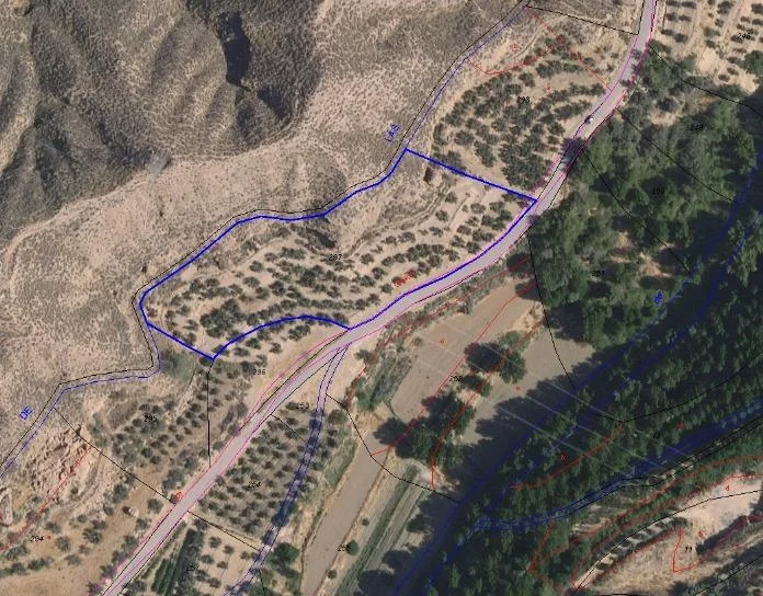 Irrigated olive grove in Cortes