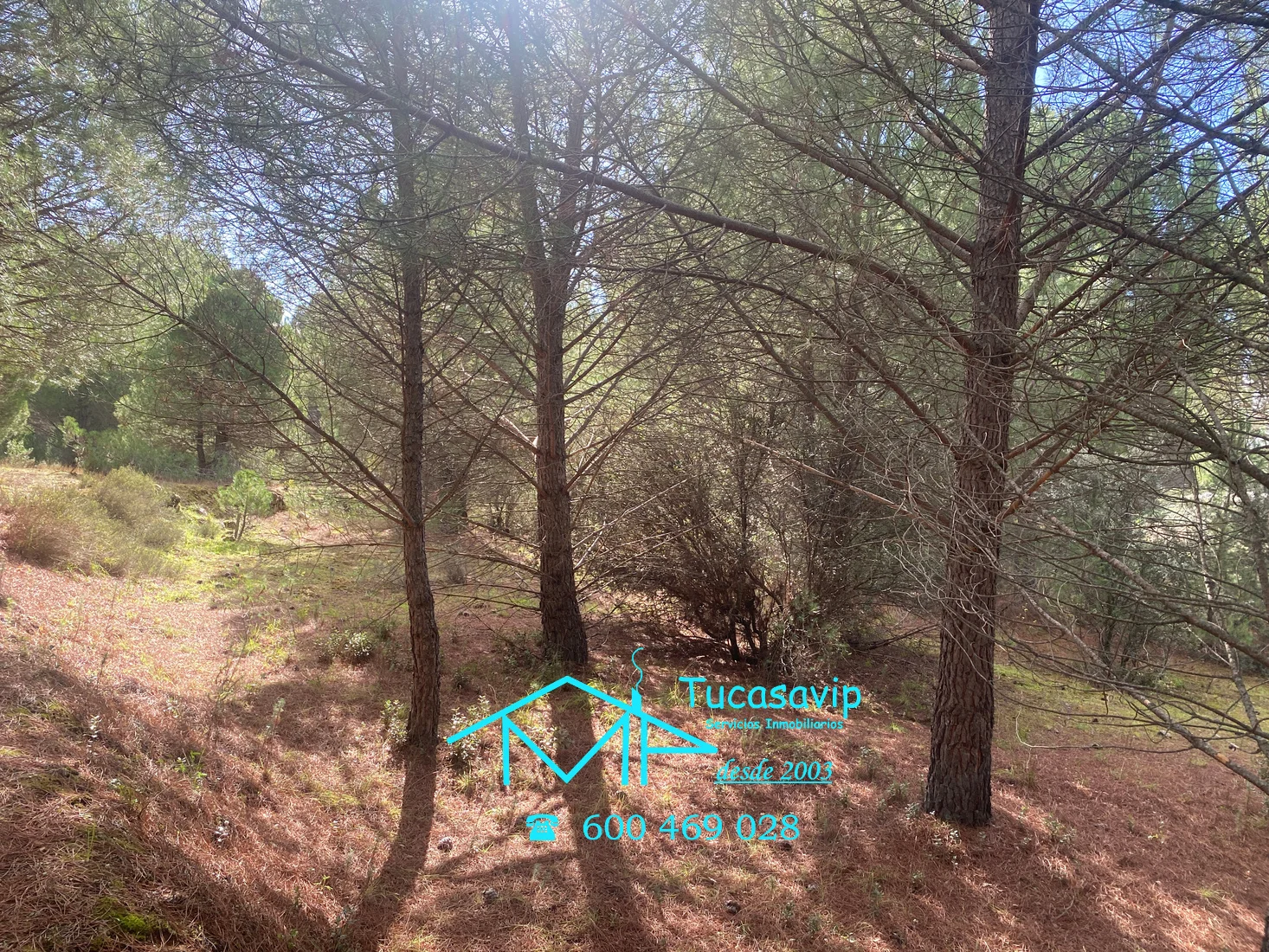 Finca rústica en Cebreros con pinos