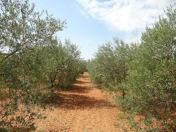 Terreno rústico de una hectárea con olivos productivos