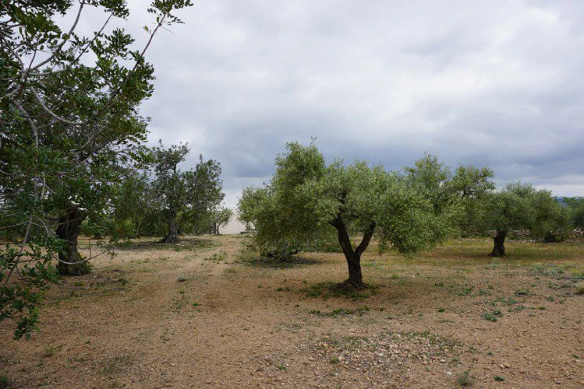 Finca rústica con olivos
