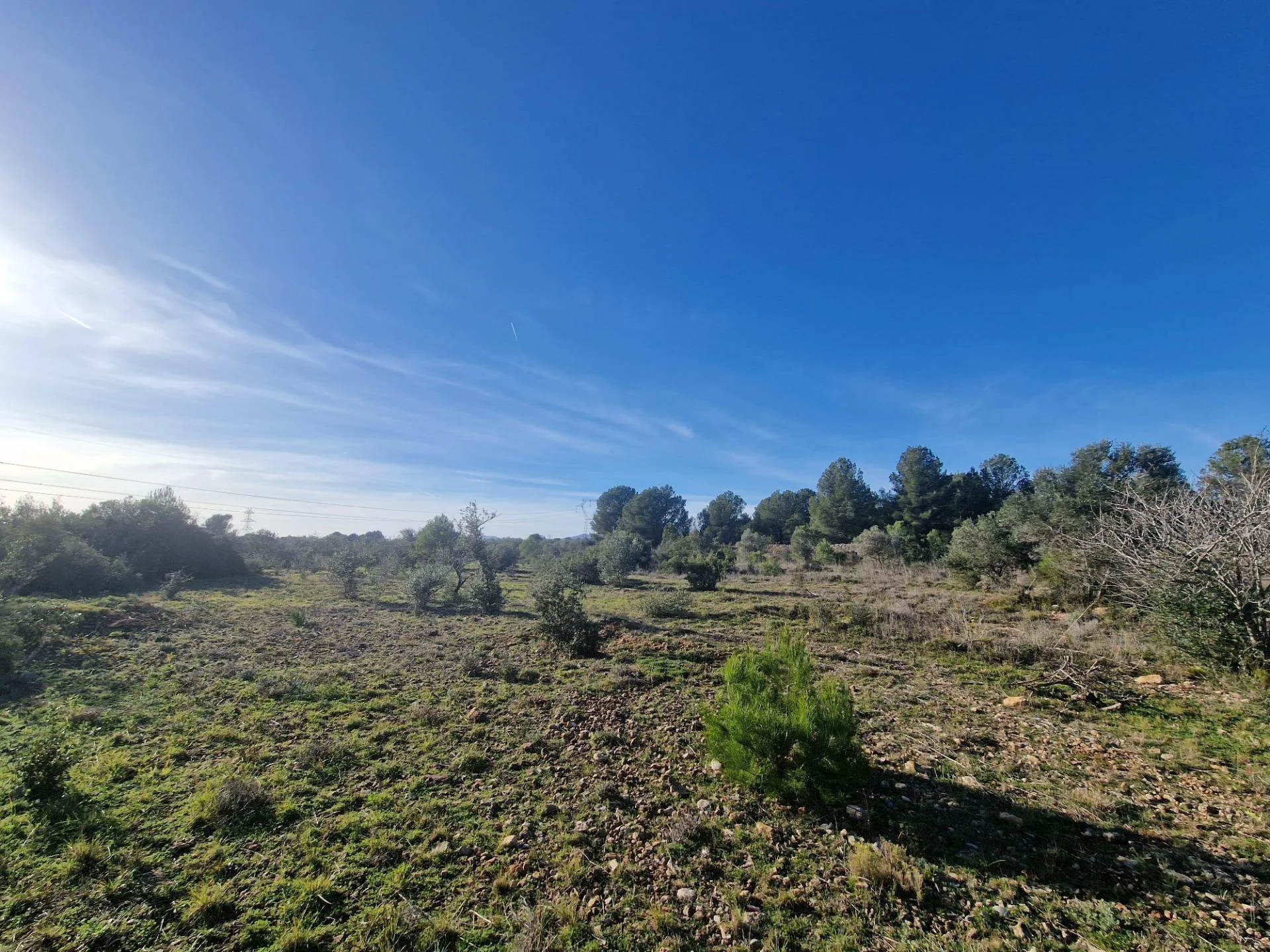 Finca rústica con almendros y olivos