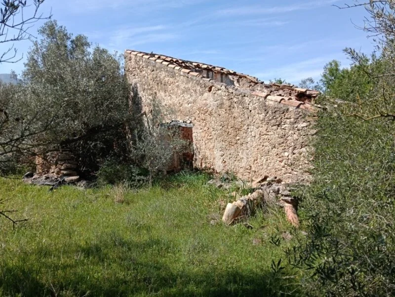 Finca de olivos con casa de piedra