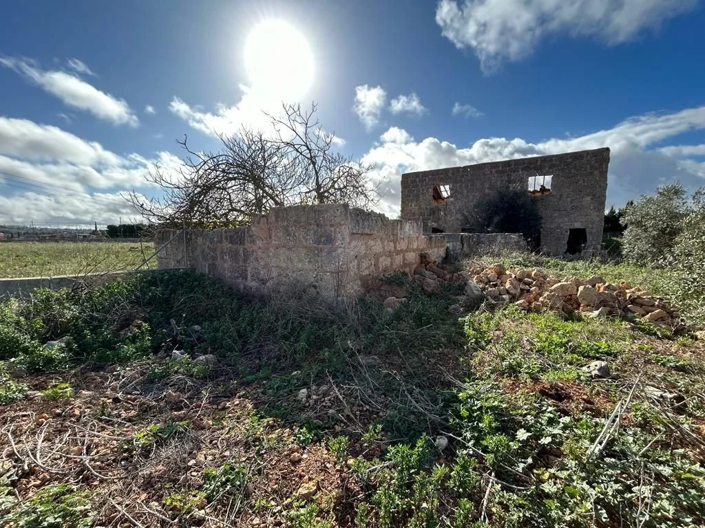 Finca edificable con olivar productivo