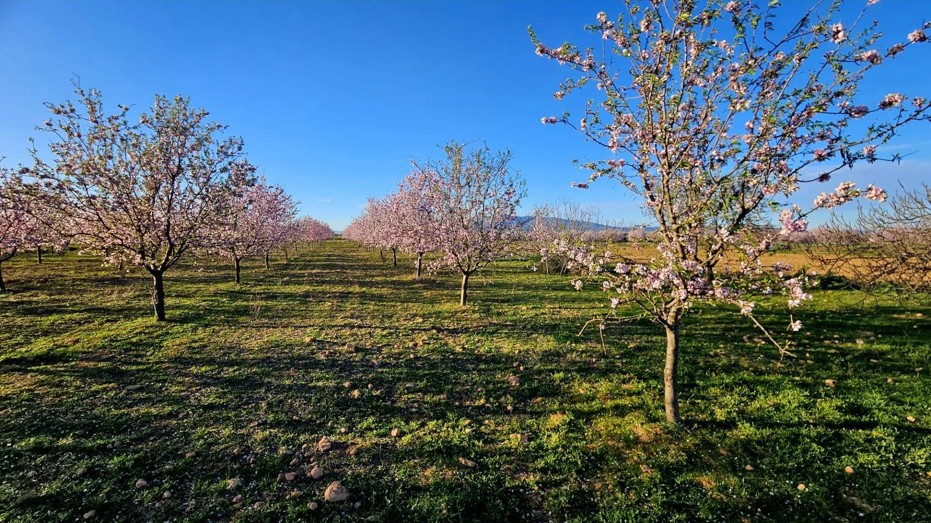 Terreno de almendros productivos cerca de Fuente Álamo