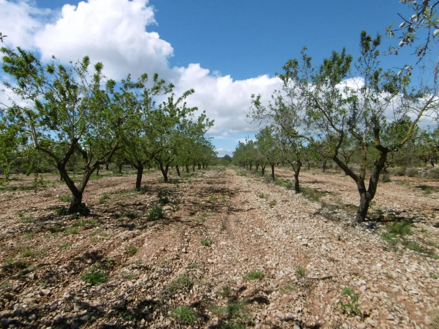 Almendral rústico cerca de Benlloch