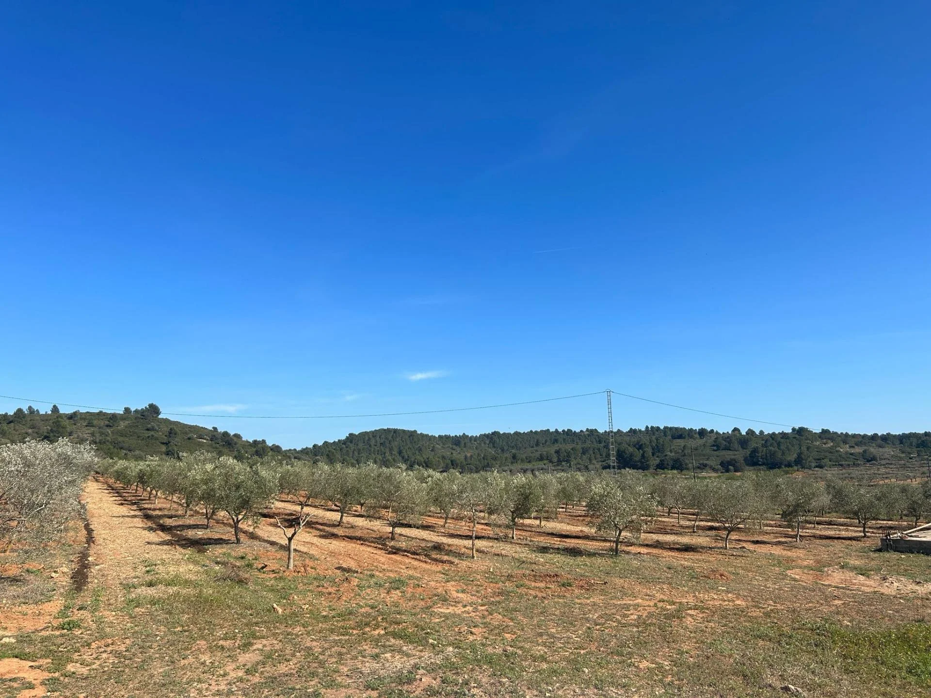 Finca de olivos de regadío cerca de Vall d'Alba