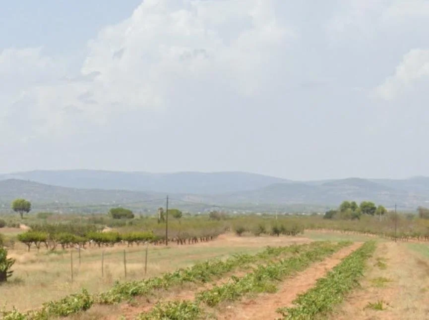 Rural land in Villafames, 1,612 m²