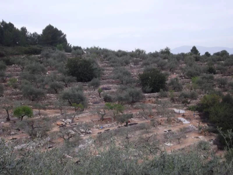 Rural olive grove with 6,581 m²