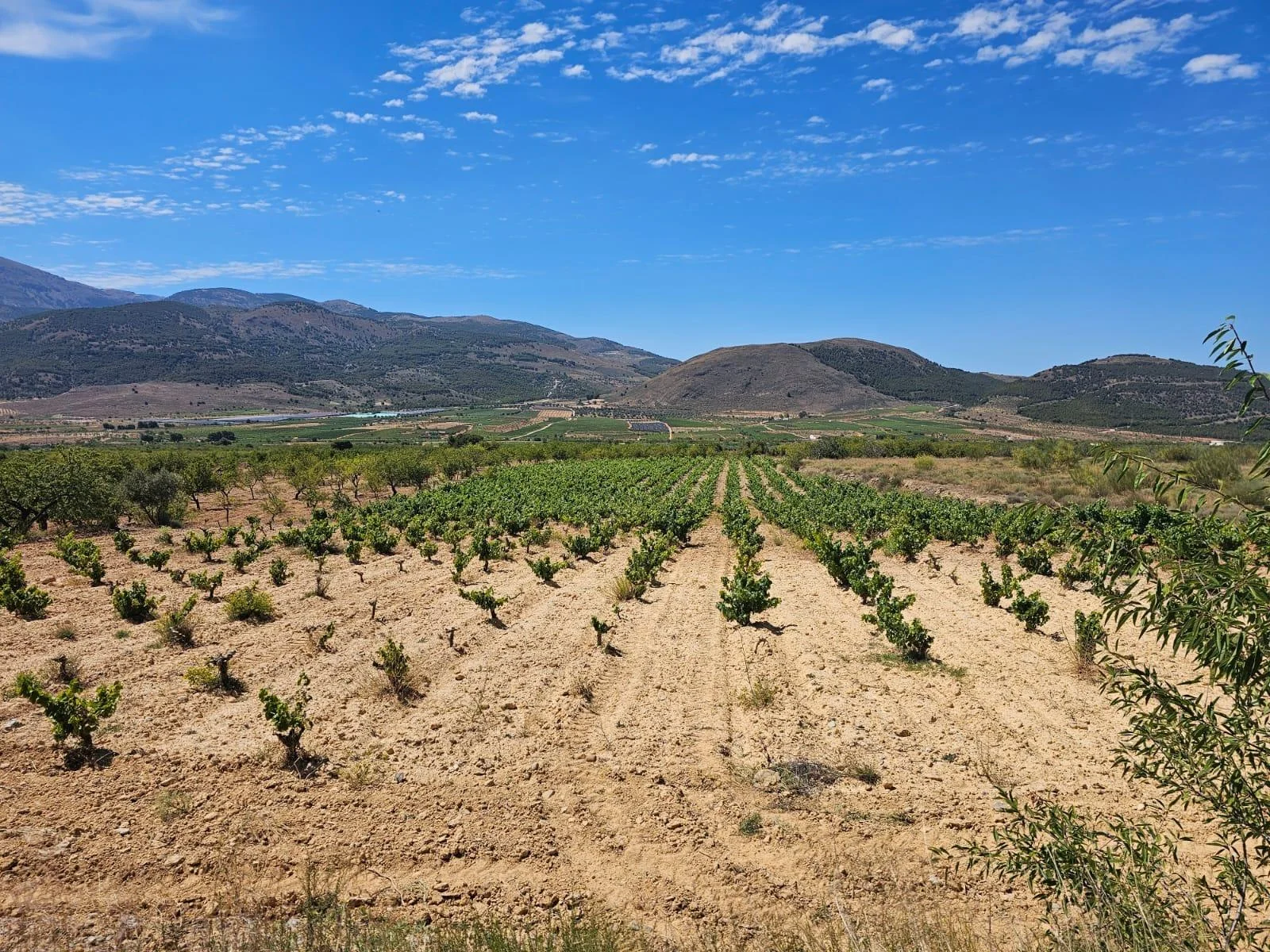 Finca de viñas productivas en Laujar