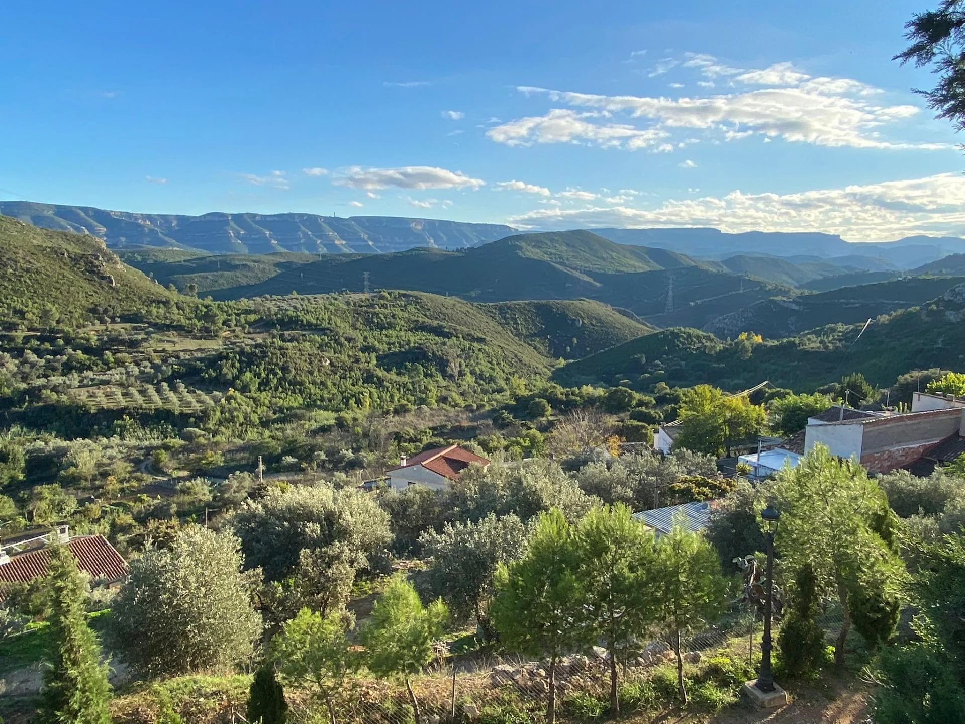 Rural land with productive olives