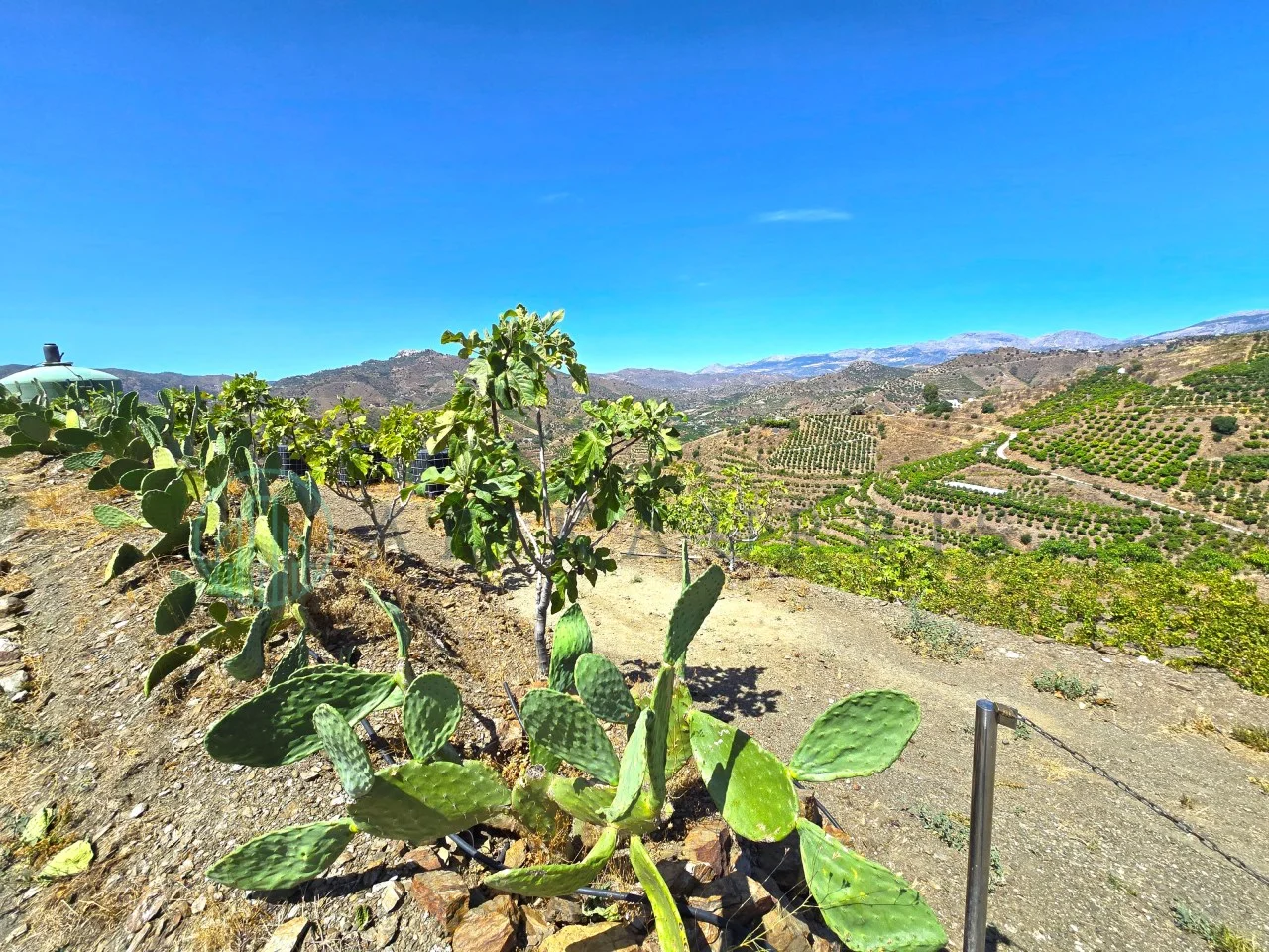 Rural farm with productive mangoes