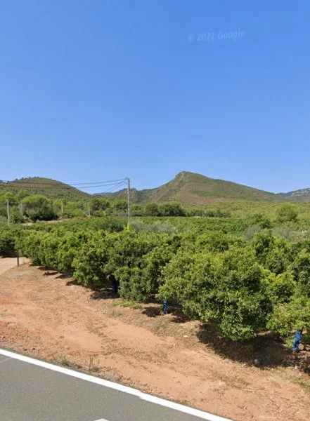 Productive citrus farm with estate buildings