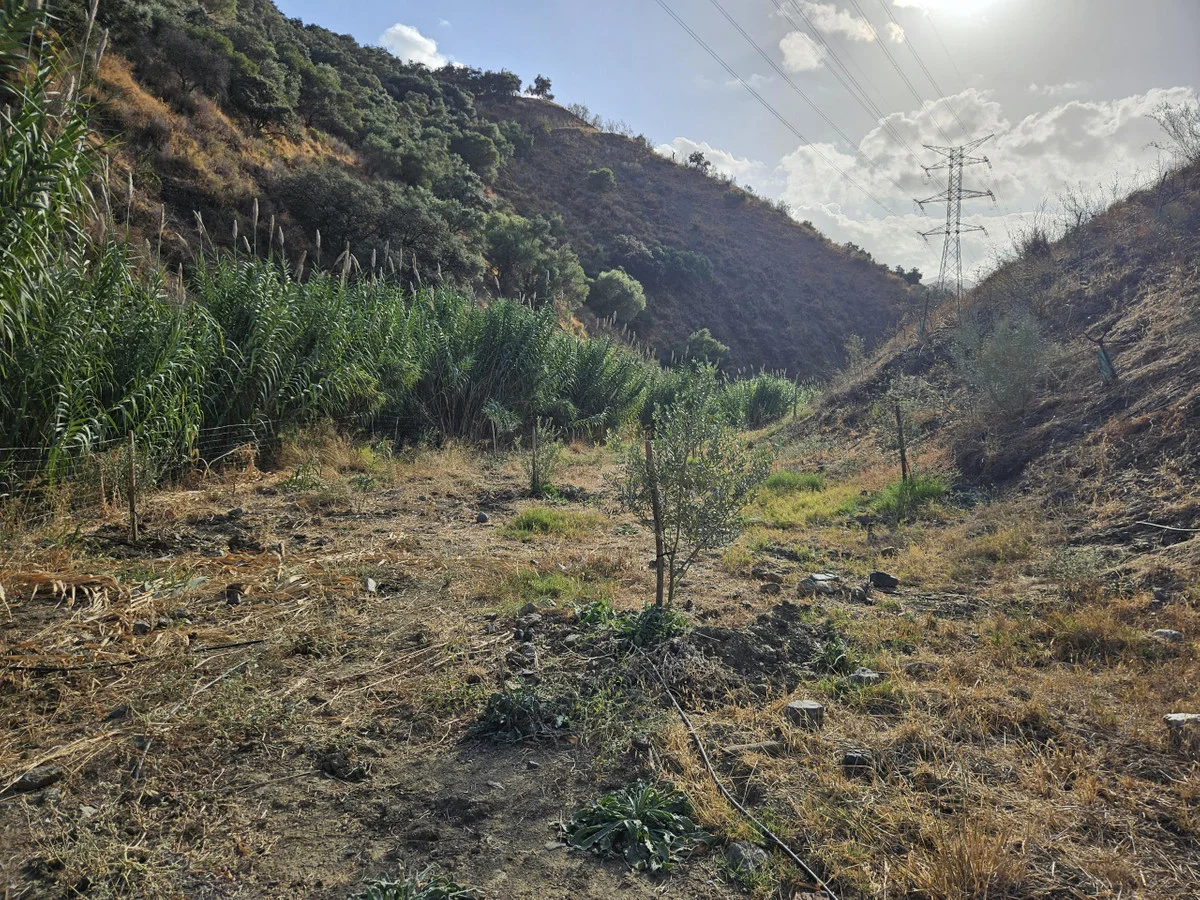 Large olive plot near Evolution Park