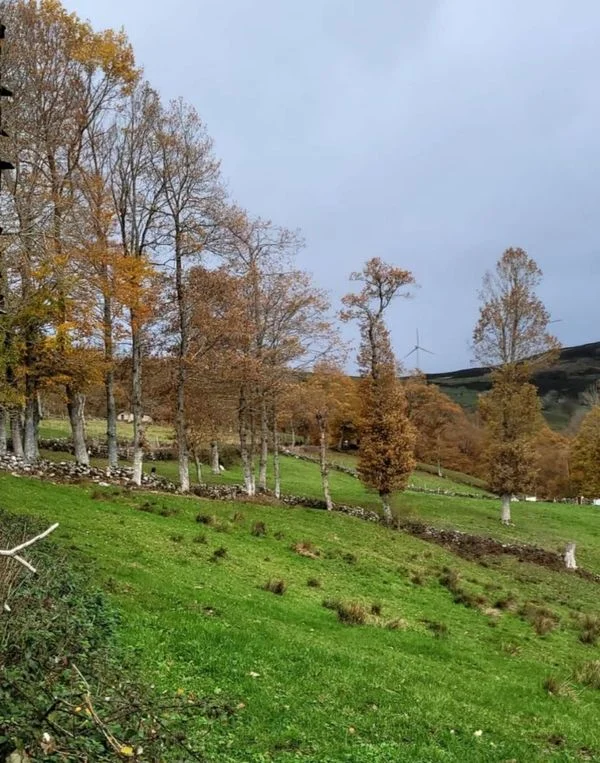 Rural estate with stone building