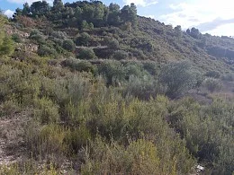 Parcela rústica de 8.600 m² en Albagés