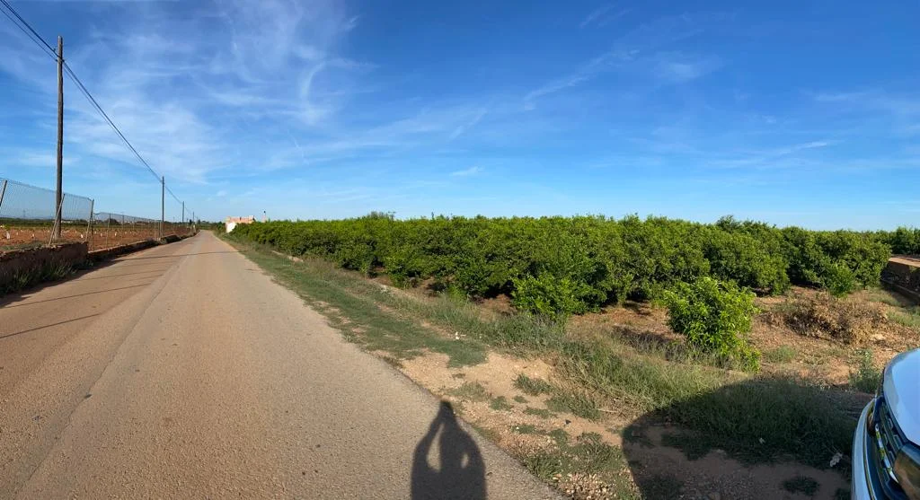 Productive orange grove in Picassent