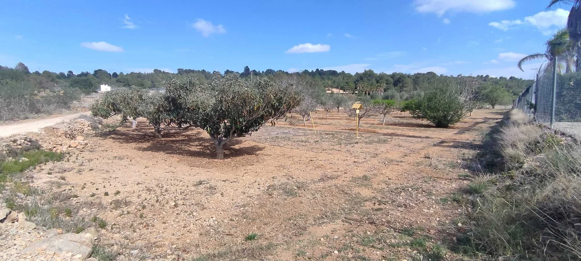 Productive orchard land near Buñol