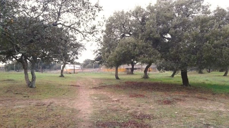 Rustic Chiclana plot with 14,440 m²
