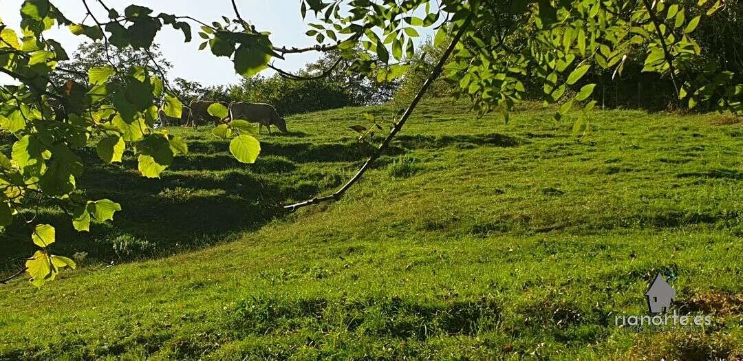 Buildable Peñamellera Alta plot, 5,585 m²