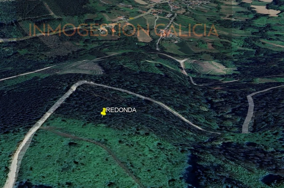 Terreno forestal de eucaliptos cerca de Carral