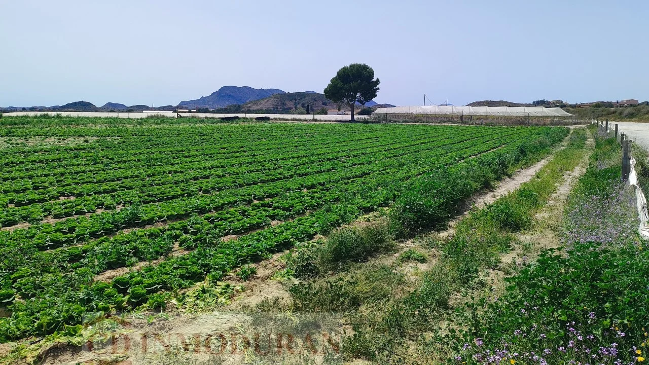 Large rural plot in Agost, 10000 m²