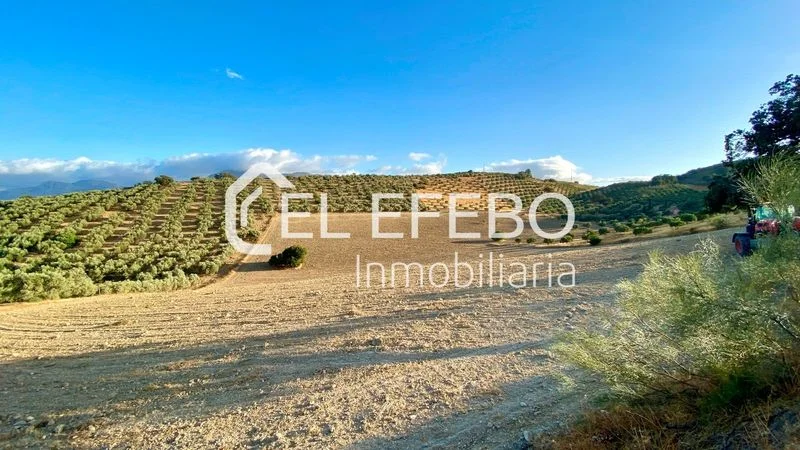 39,000 m² olive land in Antequera