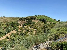 Large rustic plot in Itrabo