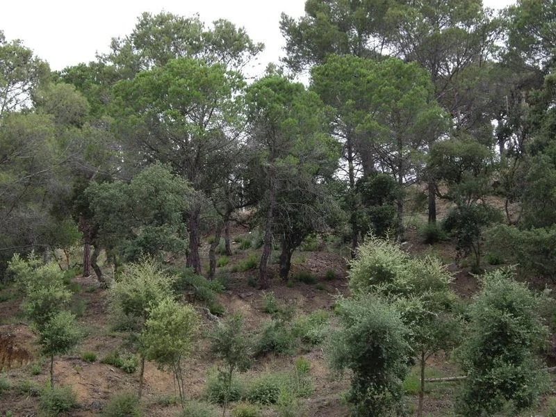 Affordable 1,034 m² plot in Calonge