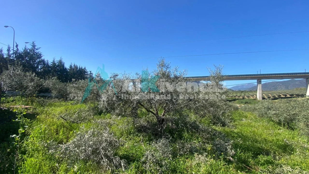 Olive farm with 48 m² building