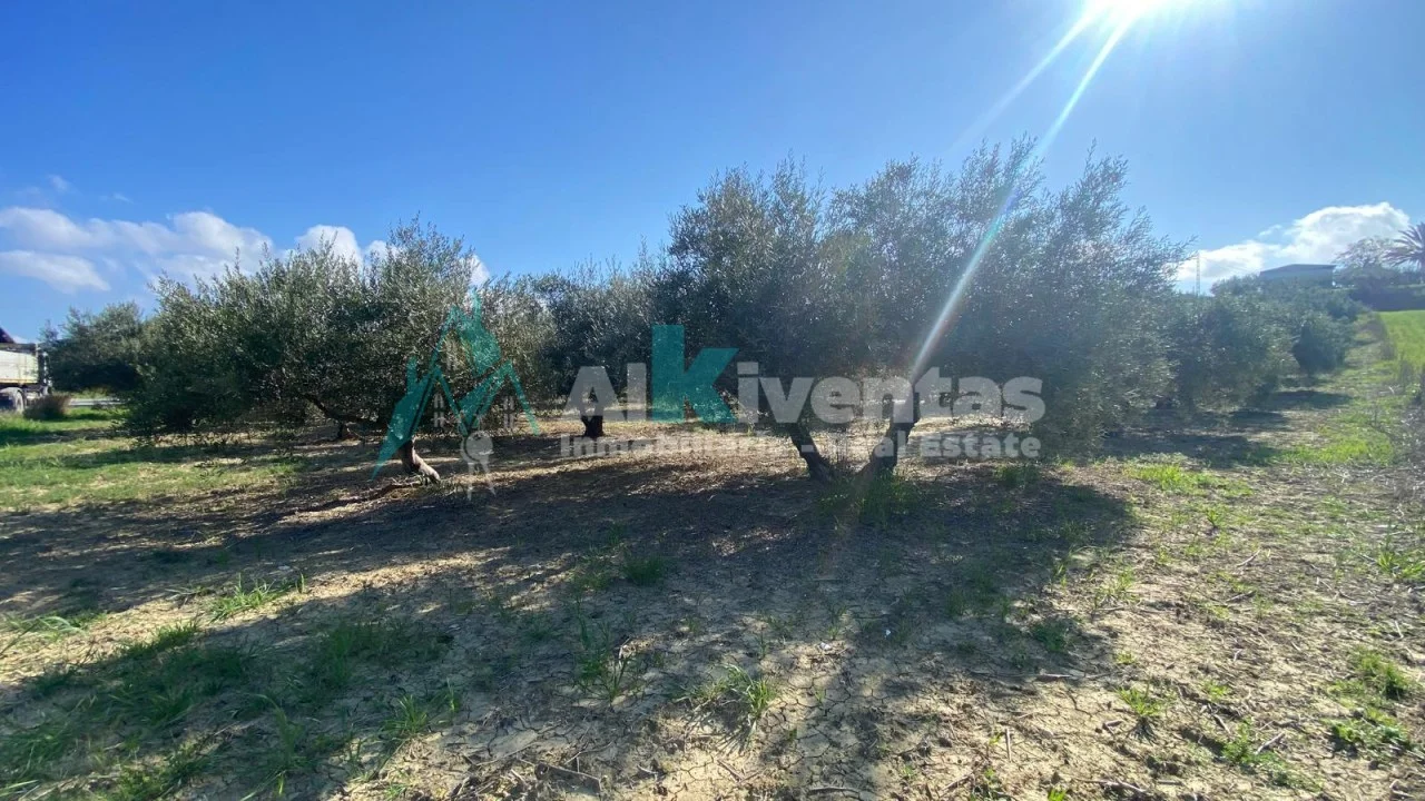 Productive olive plot near Alhaurín