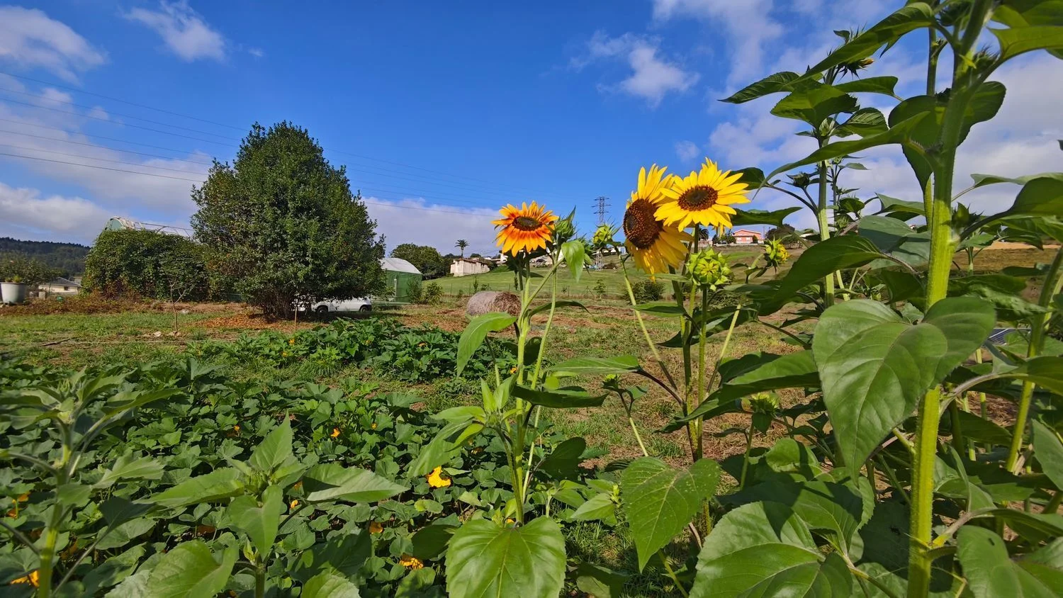 Finca ecológica certificada cerca de la costa asturiana