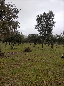 Rural estate with hunting and pool