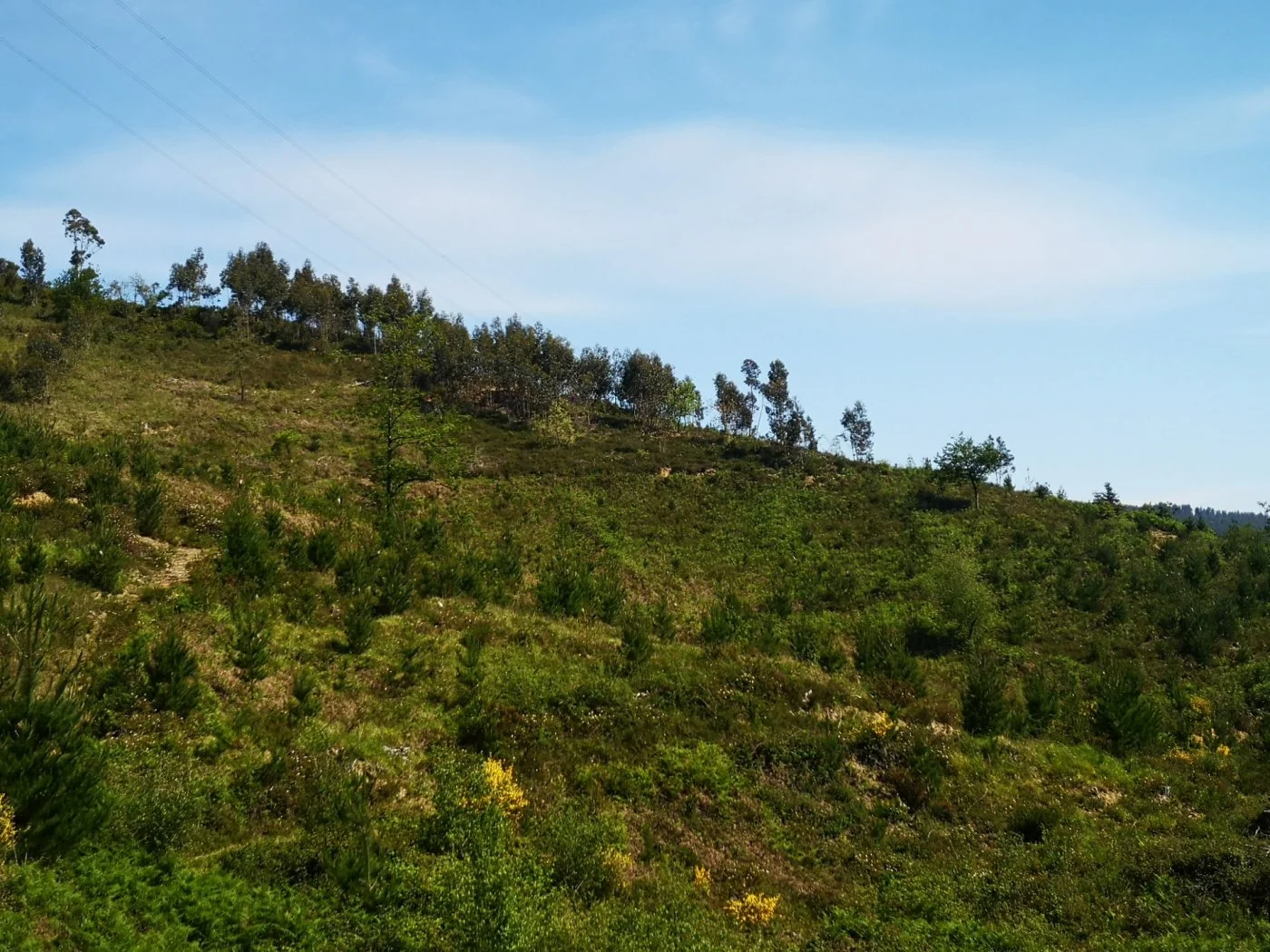 Terreno forestal rústico en Balmaseda