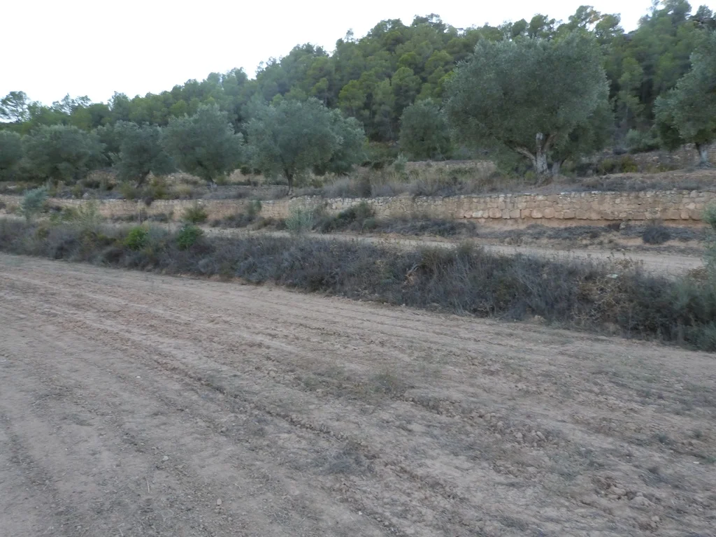 Productive olive finca in Arens