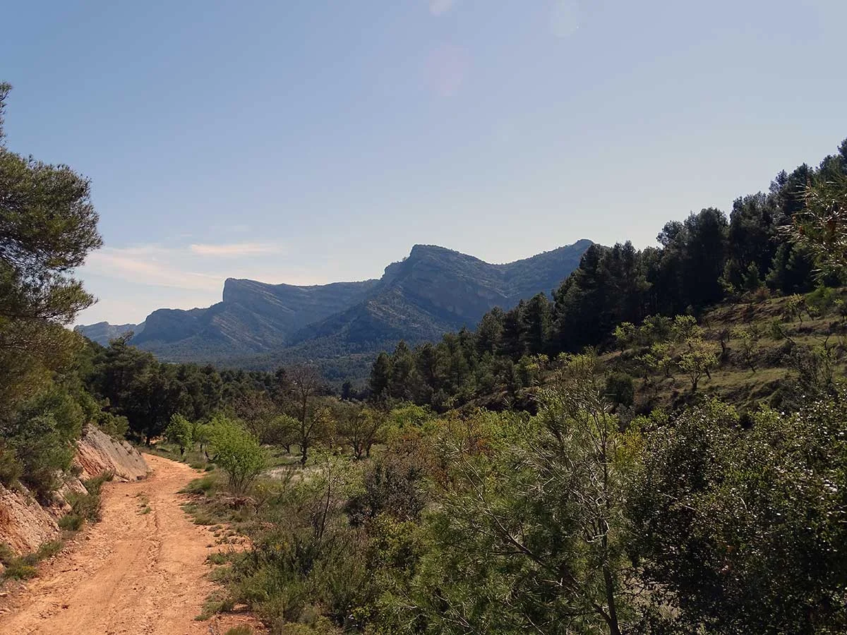Gran almendral con vistas a la montaña