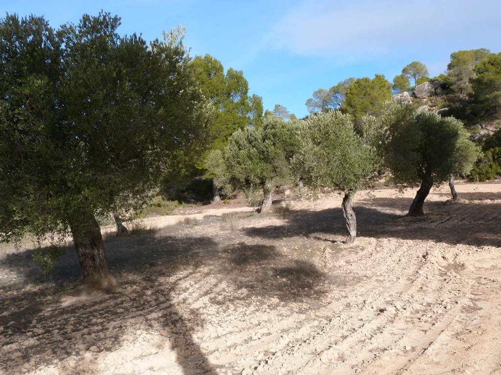 Olivar productivo cerca de Calaceite