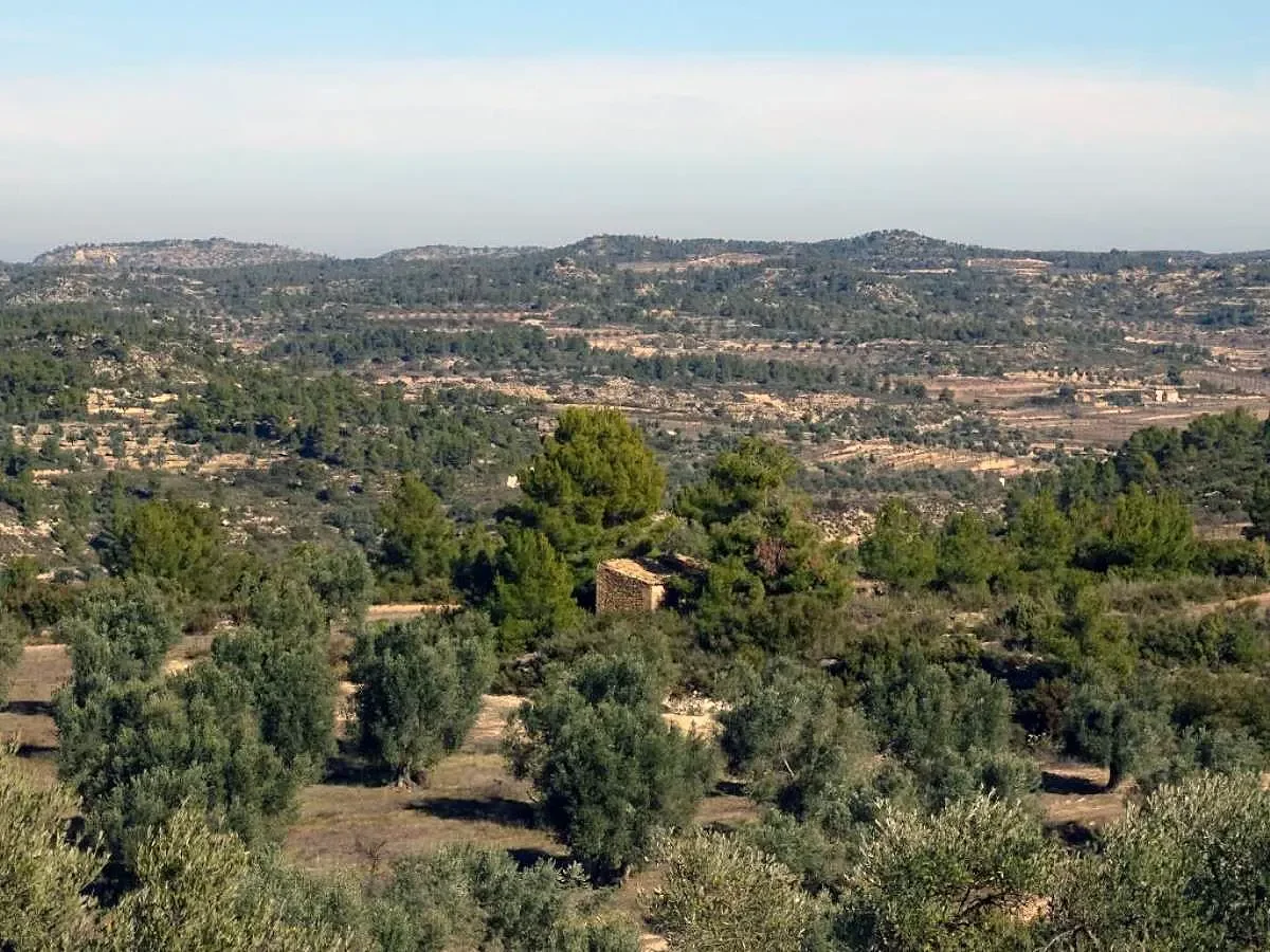 Olivar con caseta para rehabilitar