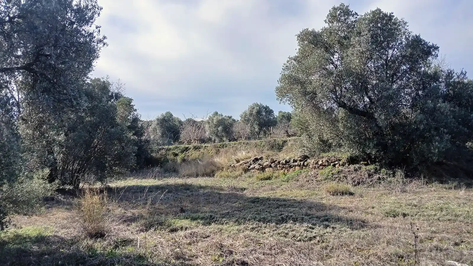 Finca de olivos cerca de Calaceite