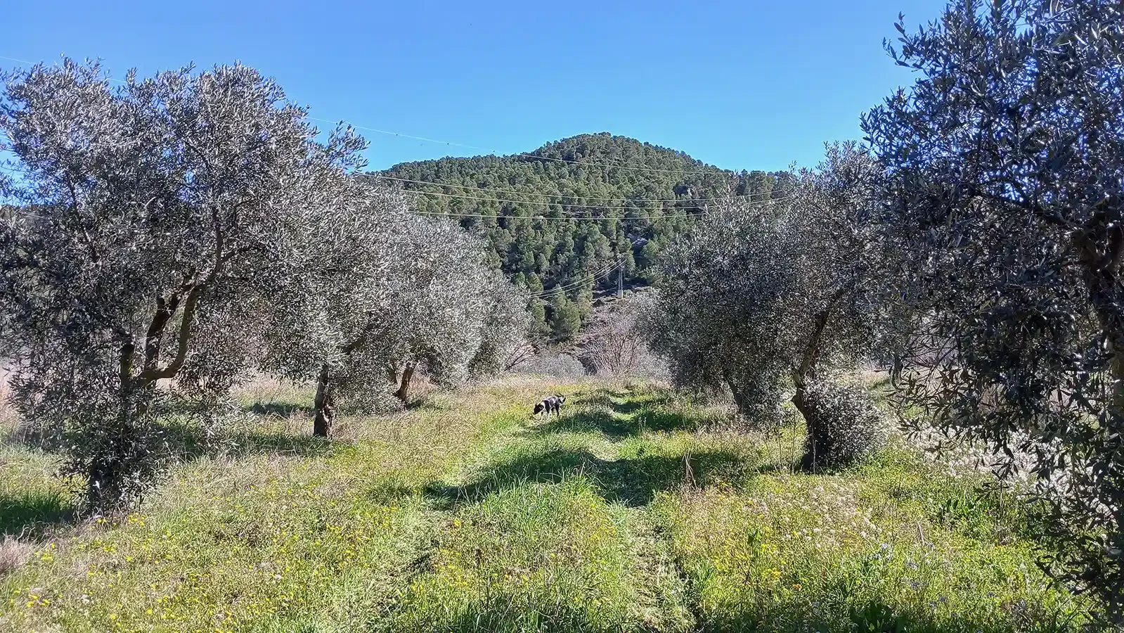 Finca rústica productiva junto al Matarraña