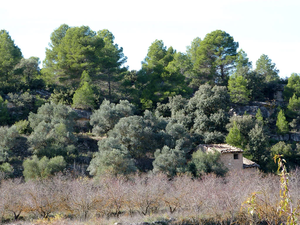 Finca rústica de una hectárea cerca de La Fresneda