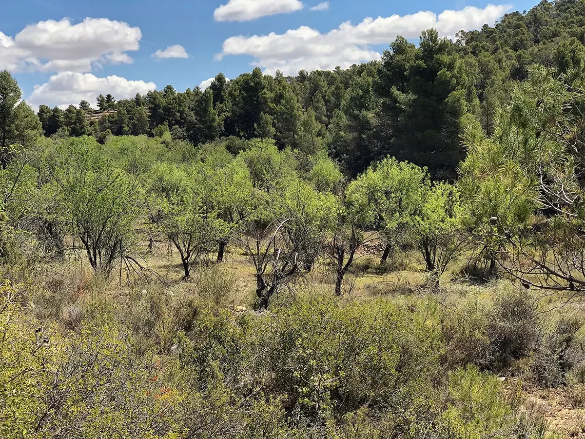 Finca rústica con almendros y olivos