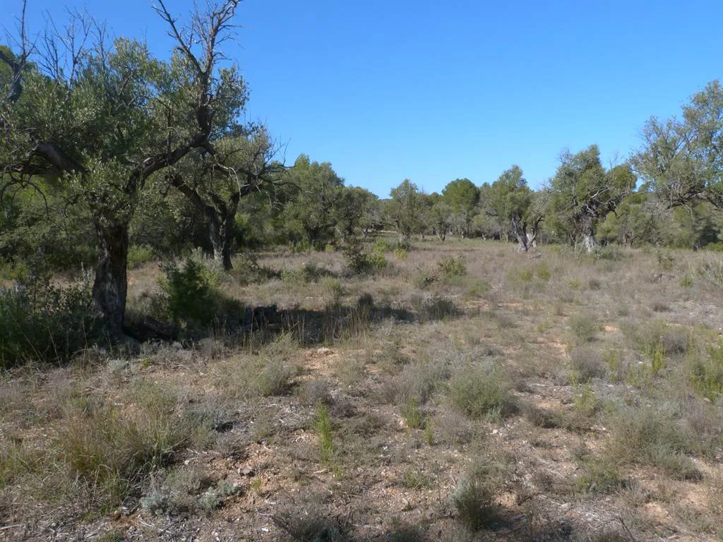 Rustic olive farm near Lledó
